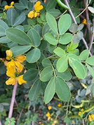 Image result for Senna bicapsularis