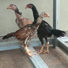 Jual Paket Shamo Plus Aseel Tapos Djolali Cemani Tokopedia