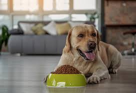 However, vegetarian diets can still have animal products such as eggs and milk whereas vegan don't feed vegan or vegetarian diets to puppies. 7 Homemade Dog Food Recipes That Your Pet Will Surely Love