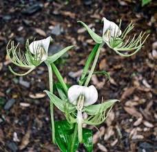 Image result for Habenaria nyikana
