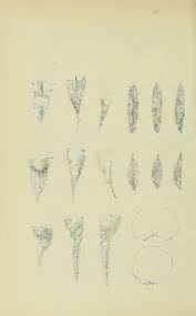 Image result for Aristida rhiniochloa