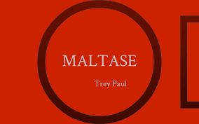 Maltase is an enzyme that breaks down maltose into glucose. Maltase By Trey Paul