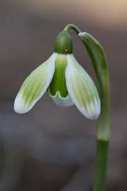 Snowdrops Ten Of The Best Bulbous Plants Snow Drops Flowers Gardening Blog