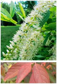 Check spelling or type a new query. Trees Shrubs Behnke Nurseries Gardening Blog