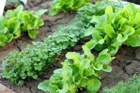 We did not find results for: How To Prepare Gardens For Spring Planting Food Storage Moms