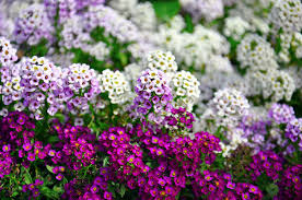 Plants may suffer damage or die back in such marginal climates during severe winter cold but will rebound from the roots. 20 Of The Best Plants For Shade Install It Direct