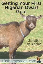 Considering Nigerian Dwarf Goats For Your Homestead Dwarf Goats Nigerian Dwarf Goats Goats