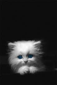 Cute Kittens Photo Meow Moe Cute Cats Kittens Cutest Cute Animals