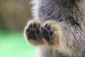 mimo マヌルネコの沼の中 on twitter animals cute animals pets