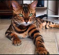 Check spelling or type a new query. Wie Die Katzenart Heisst Hab Ich Gefragt Katze Name