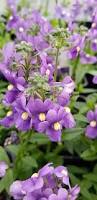 Image result for Nemesia fruticans