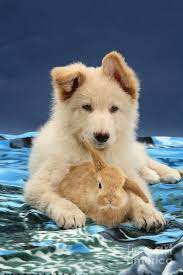 Frauleine is a 5 month old female german shepherd puppy. White German Shepherd And Baby Rabbit Photograph By Jane Burton
