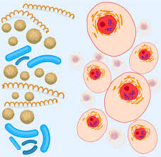 We offer a wide range of high quality human and animal cell and media systems. Prokaryotic And Eukaryotic Cells Ck 12 Foundation