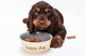 On commence le repas par un café. Alimentation Du Chien 15 Erreurs A Eviter Absolument