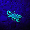 Seal out scorpions best pest control in tempe az. Https Encrypted Tbn0 Gstatic Com Images Q Tbn And9gctclrziyhfdivoy0wocr7fm1djdmitfok1naln9n4h9xcwigria Usqp Cau