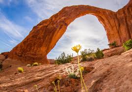 Found natively in the sierra nevada of california, throughout the southwest, as far north as oregon and up into canada. The Most Beautiful Places In The American Southwest