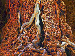 Pin On Microscope Images