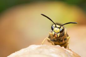 Especially in summer and in places where there is water, it is common to see wasps buzzing around and you could eventually suffer their sting, so it is. How To Cope With Wasp Or Bee Stings In Dogs