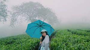 Kebun teh rancabali sudah beberapa tahun terakhir ini seperti menjadi obyek wisata baru bagi kalangan wisatawan. 6 Wisata Kebun Teh Di Jawa Timur Yang Menyejukkan Mata Surabaya Liputan6 Com