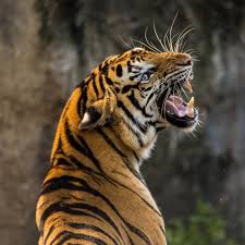 Choose the level of difficulty by changing the number of pieces. Tigers Free Puzzles Collect Online Puzzles