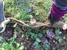 Bordure En Plessis Tressez Le Noisetier Bordure Bois Noisetier Bordure