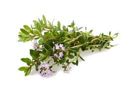 Image result for Satureja