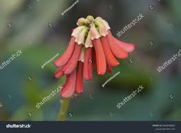Image result for Erythrina zeyheri