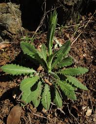 Image result for Turritis glabra