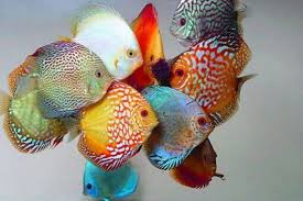 Nnn Taste The Artificial Fish Rainbow Discus Fish Colorful Fish Pretty Fish