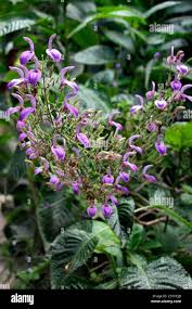 Image result for Brillantaisia owariensis