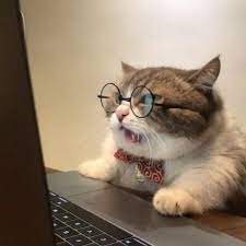 Best Photos Of The Week 100 Photos Cute Baby Cats Funny Cat Pictures Kittens Cutest