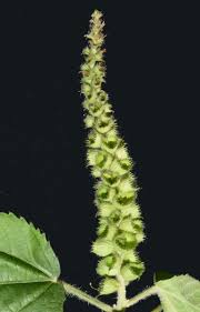 Image result for Acalypha caperonioides