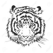 3,000+ vectors, stock photos & psd files. Angry Tiger Head Silhouette Vector Sketch Illustration Royalty Free Cliparts Vectors And Stock Illustration Image 136139021