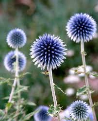 Plant bulbs from september to october for flowers during april and may. 9 Perennials To Plant Now The Estate Of Things Flowers Photography Beautiful Beautiful Flowers Architectural Plants
