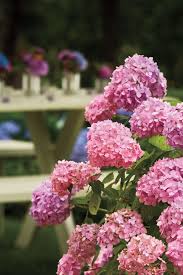 Pin On Gardening