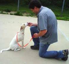 Free, high quality collar and id. Shop Critters Pet Shop Sita S Dog Sanctuary Rescue
