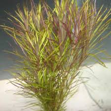 Image result for Nesaea pedroi