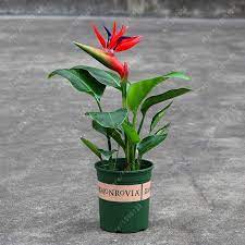 Multi Color Strelitzia Reginae Seeds 100pcs Pack Rose Seeds Orchid Seeds Planting Flowers