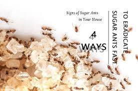 We did not find results for: How To Get Rid Of Sugar Ants Fast 4 Ways To Eradicate These Pesky Ants Pest Wiki