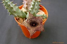 Image result for Huernia hislopii
