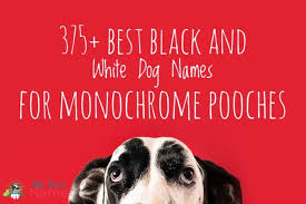 Do you pride yourself on your sense of humour? 375 Best Black And White Dog Names For Monochrome Pooches My Pet S Name