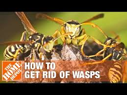 The Wasp Life Cycle - Nbc Environment