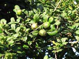 Image result for Catunaregam