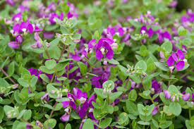 Image result for Polygala petitiana