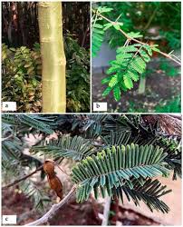 Image result for Acacia amythethophylla