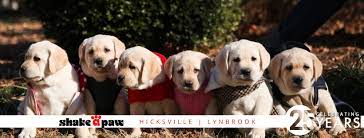 Our long island stores in hicksville & lynbrook have the largest variety of puppies & pet supplies in new york! Shake A Paw Ny Home Facebook