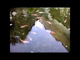 Ikan Nila Kedalaman 30 Cm Youtube