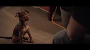 Old meets new, and the film portrays this clash in a very touching and sympathetic way. A Dog S Way Home 2019 Imdb