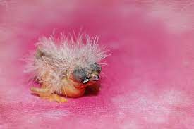 Zebra Finch Facts As Pets Care Temperament Pictures