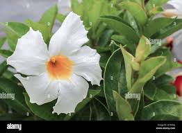 Image result for dipladenie žlutá obrázek